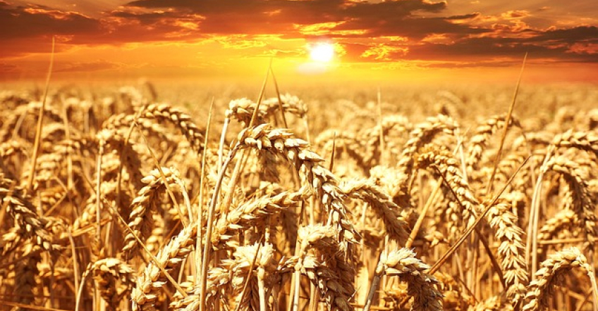 Semillas de trigo: de alimento a bienestar y belleza